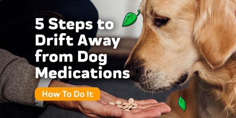A dog sniffs at a hand holding pills.