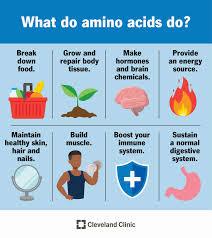 Amino acids are the building blocks of protein and have many functions in the body, including growth and repair of body tissue, production of hormones and brain chemicals, providing energy, and boosting the immune system.