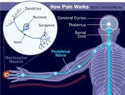 A diagram showing how pain works, with a close-up of a neuron and the pathway of a pain signal from the hand to the brain.