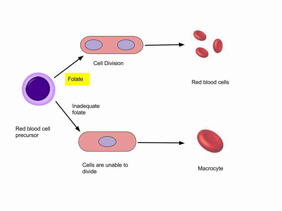 The image shows the effect of inadequate folate on red blood cell production.