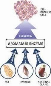 示意圖顯示，脂肪、肌肉和腎上腺如何藉由芳香酶的催化作用，將雄激素轉化成雌激素。
