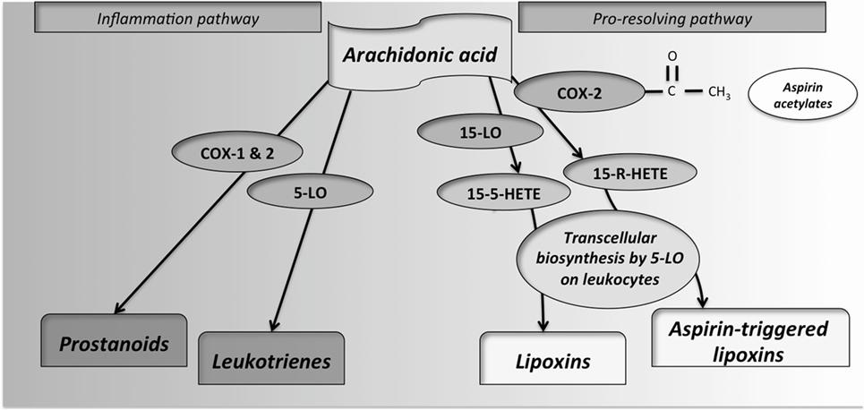 A schematic overview of aspirins effects on arachidonic acid metabolism.