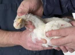 A chicken is held in someones hands, and its neck is being twisted.