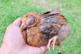 A hand holds a chicken, which has its eyes closed and appears to be sleeping.