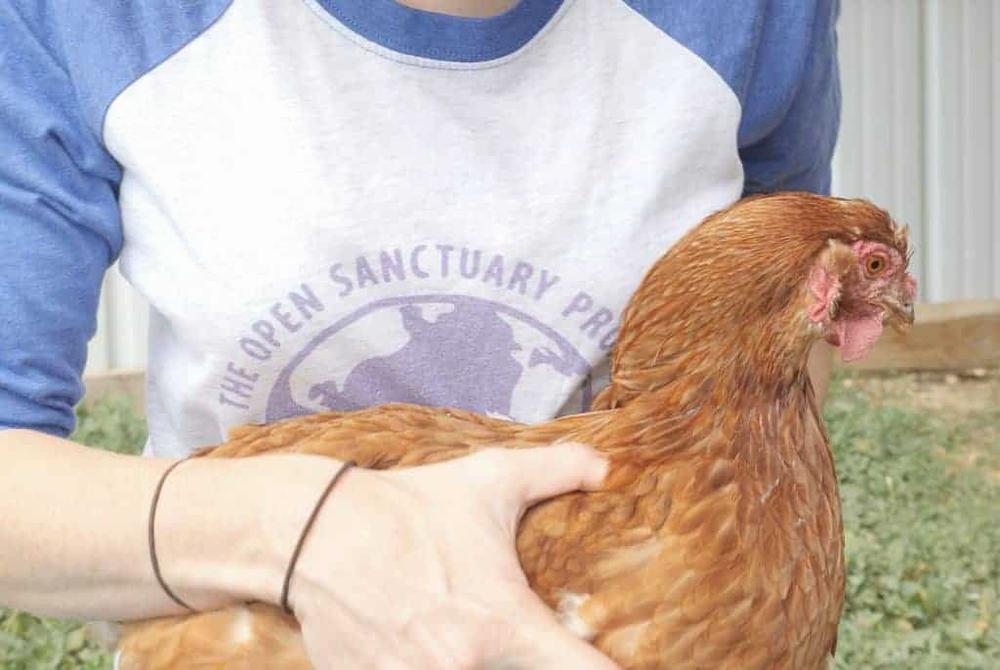 A young woman holds a chicken in her arms.