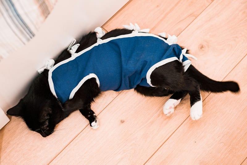 A black cat wearing a blue surgical suit is lying on the floor.