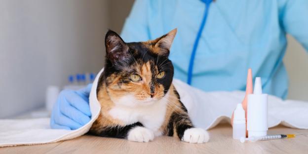 A calico cat sits on a table, looking slightly to the left, while a gloved hand holds a cloth around it.