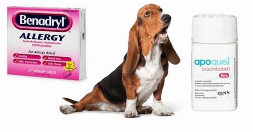 A basset hound sits between two boxes of allergy medication.
