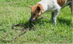 A dog with a snake in its mouth, the snake is wrapped around the dogs snout.