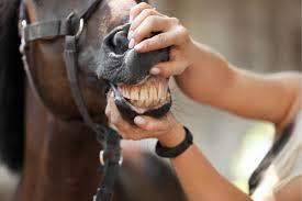 A close-up of a horses teeth being inspected by a veterinarian.