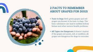 Both green and red grapes are toxic to dogs and can cause sudden kidney failure.