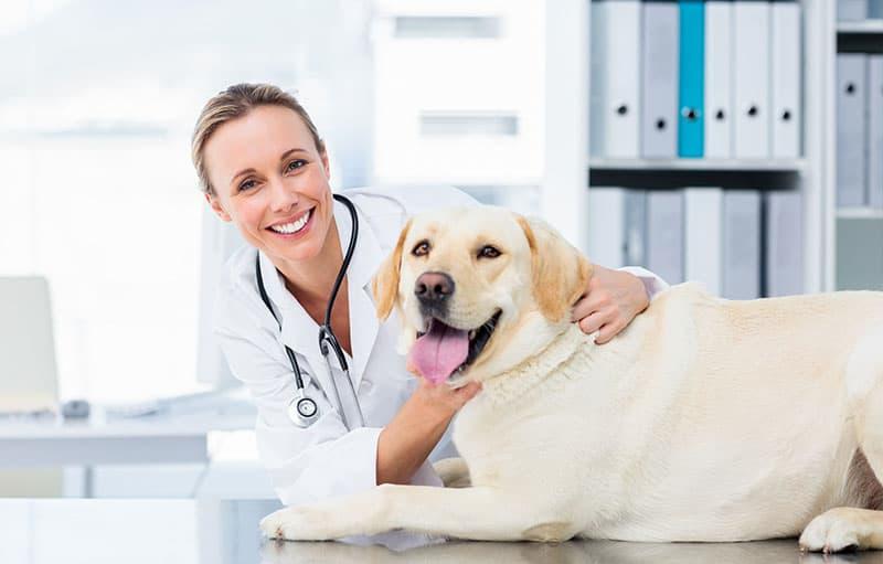 Blond veterinarian smiling and petting a happy dog in her clinic.