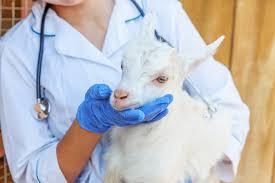 A veterinarian wearing a lab coat and blue gloves examines a goats mouth.