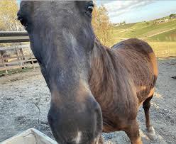 A close-up of a dark bay horse looking at the camera.