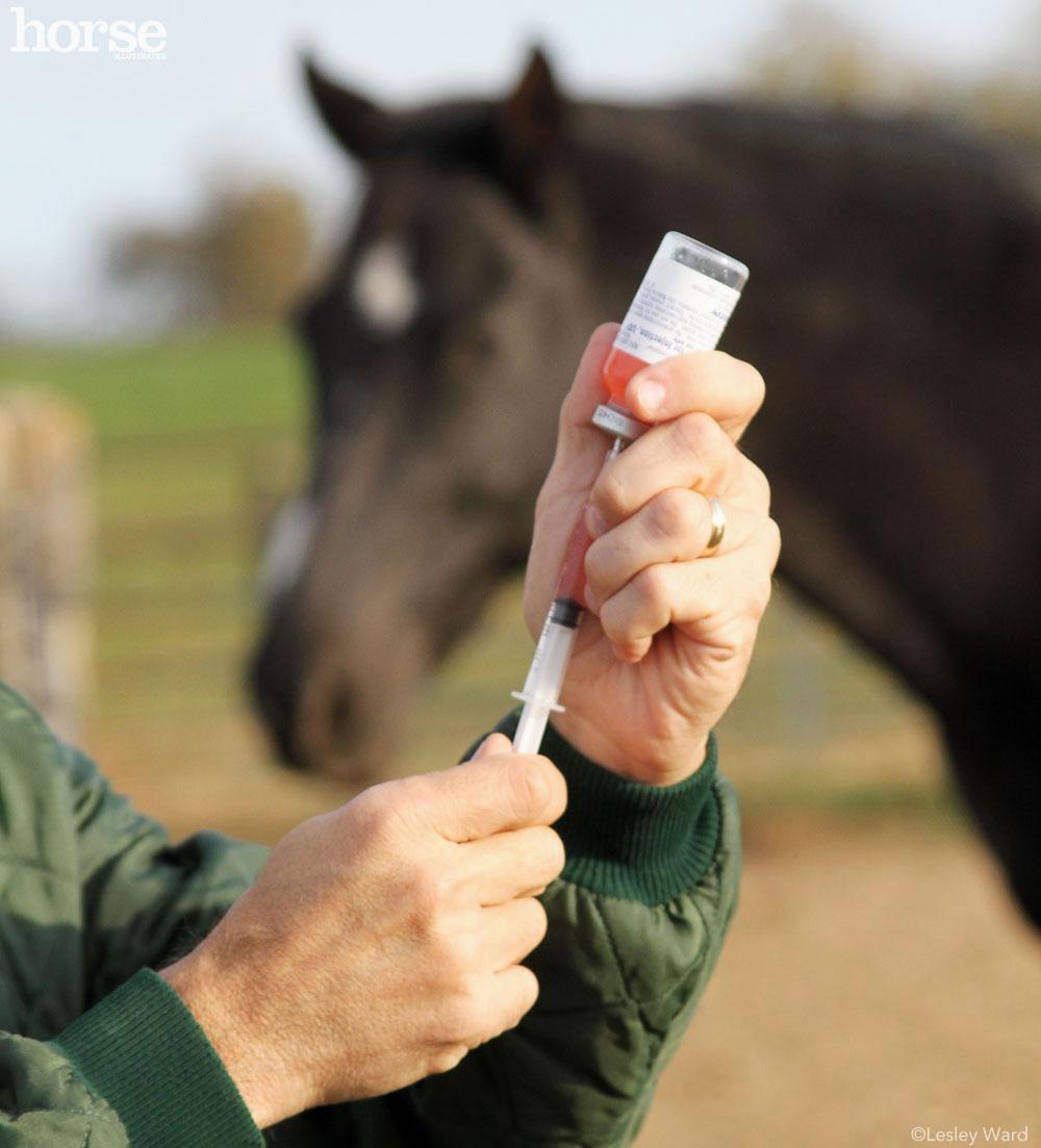 A gloved hand holds a syringe filled with a red liquid in front of an out-of-focus dark horse.
