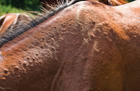 The image shows a close-up of a horses back with rain rot, a skin disease caused by bacteria.