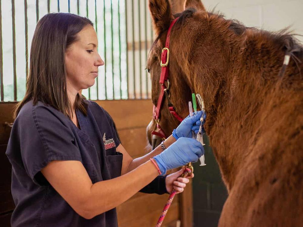 A veterinarian wearing blue gloves carefully injects a brown horse with a needle.