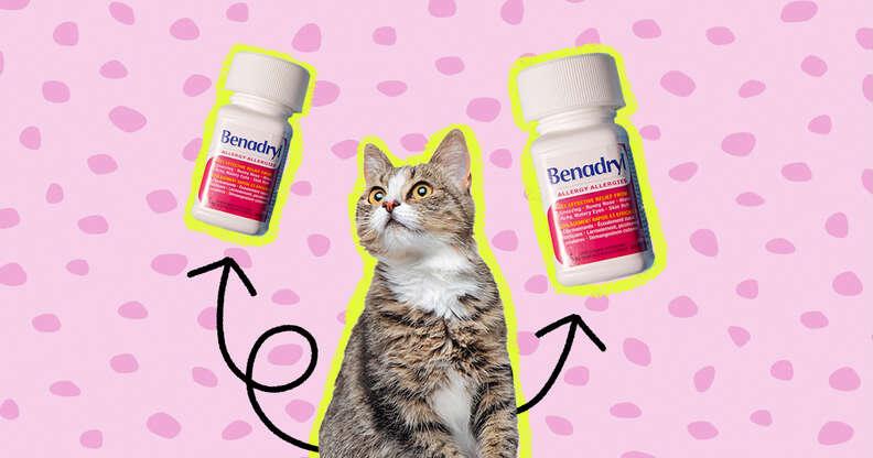 A cat looking up at two bottles of Benadryl.