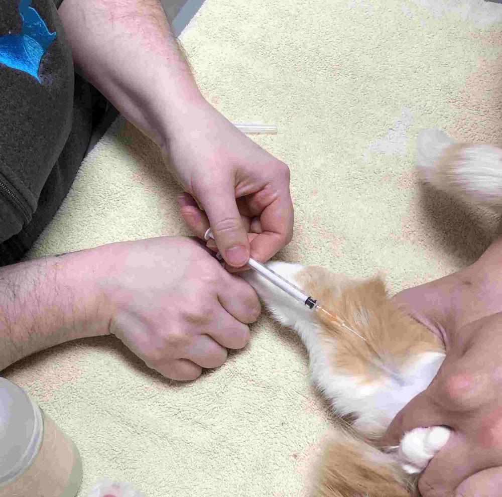 A veterinarian is giving a cat a subcutaneous injection in its hind leg.