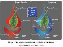 A diagram showing the mechanism of buspirone-induced anxiolytic.