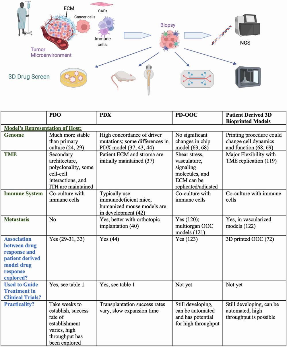 A table comparing the characteristics of 3D bioprinted models, patient-derived xenografts, and organoids as models of the tumor microenvironment.