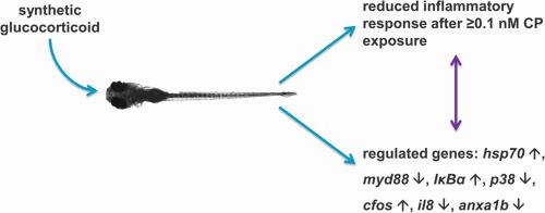 Zebrafish exposed to the synthetic glucocorticoid dexamethasone exhibit reduced inflammatory response.