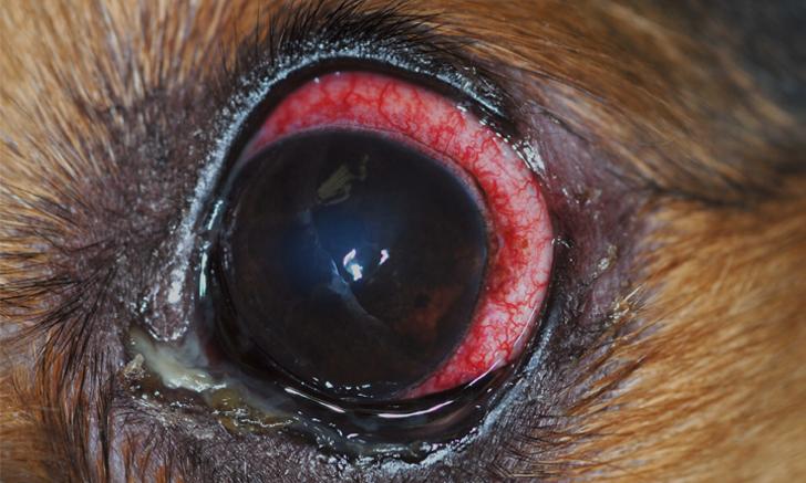 A close-up of a dogs eye with cherry eye, a condition where the gland of the third eyelid prolapses.