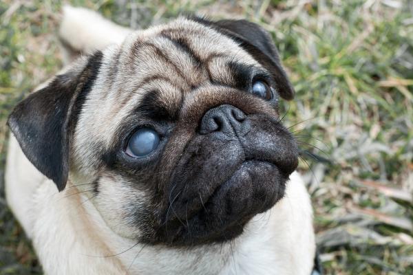 A fawn pug with blue eyes is looking up at the camera.