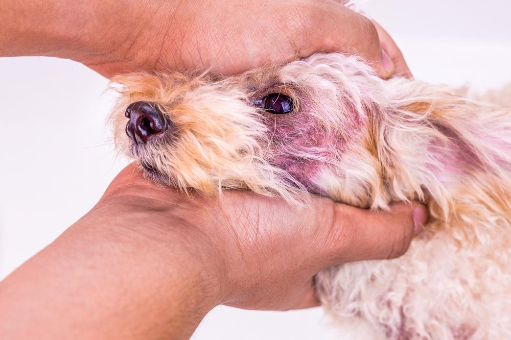 A dog with atopic dermatitis is being held by a human hand.