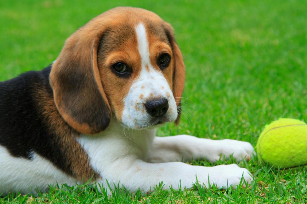 A tricolor beagle puppy lies on the grass next to a bright green tennis ball.