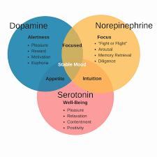 A Venn diagram showing the relationship between dopamine, norepinephrine, and serotonin and how they affect alertness, focus, stable mood, appetite, intuition, and well-being.