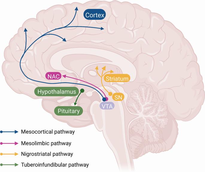 A diagram showing the four major dopamine pathways in the brain.