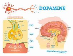This illustration shows the dopamine pathway in the brain, and how it is affected by various neurotransmitters.