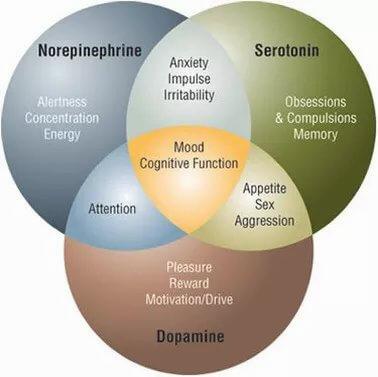 A diagram showing the relationship between the neurotransmitters norepinephrine, serotonin, and dopamine, and their effects on mood, cognitive function, and behavior.