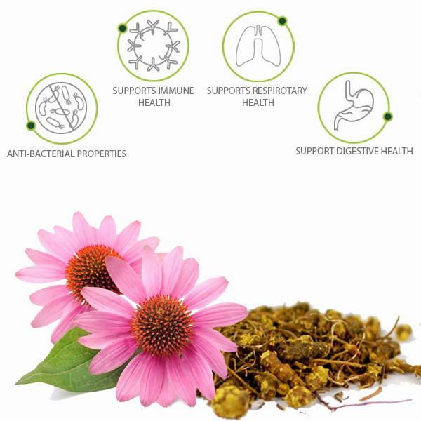 Dried echinacea flowers and roots with icons representing its health benefits.