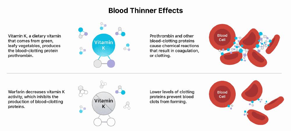 The image shows how vitamin K is involved in the process of blood clotting, and how warfarin decreases the effect of vitamin K, which prevents blood clots from forming.