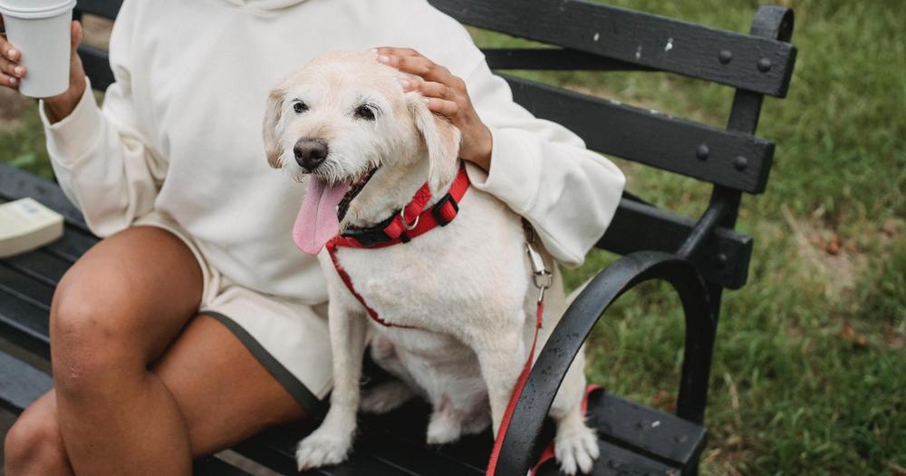 A woman in a white sweater sits on a park bench, petting a small white dog with a red harness.