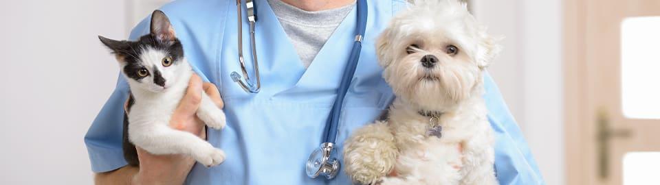 A veterinarian holds a cat and a dog in his arms.