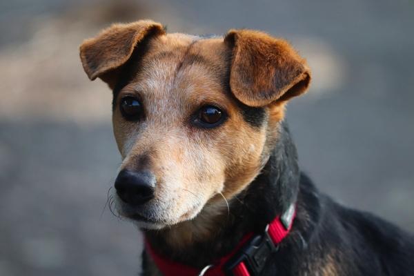 A closeup portrait of a small brown and black dog looking at the camera with a red collar and leash.