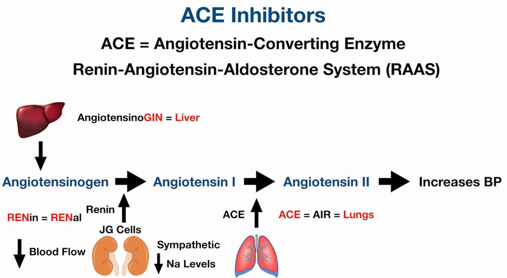 A diagram of the renin-angiotensin-aldosterone system (RAAS) and the site of action of ACE inhibitors.