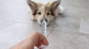 A dog lies on the floor while a person holds a syringe in front of the camera.