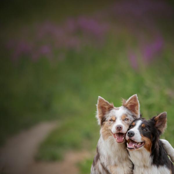 Two Border Collies sit closely together in front of a blurred background of foliage.