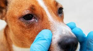 A veterinarian wearing blue gloves examines a dogs eye.