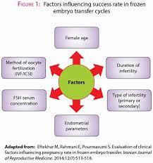A diagram showing the factors influencing the success rate of frozen embryo transfer cycles.