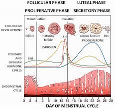 A diagram showing the changes in hormone levels and the endometrium during the menstrual cycle.