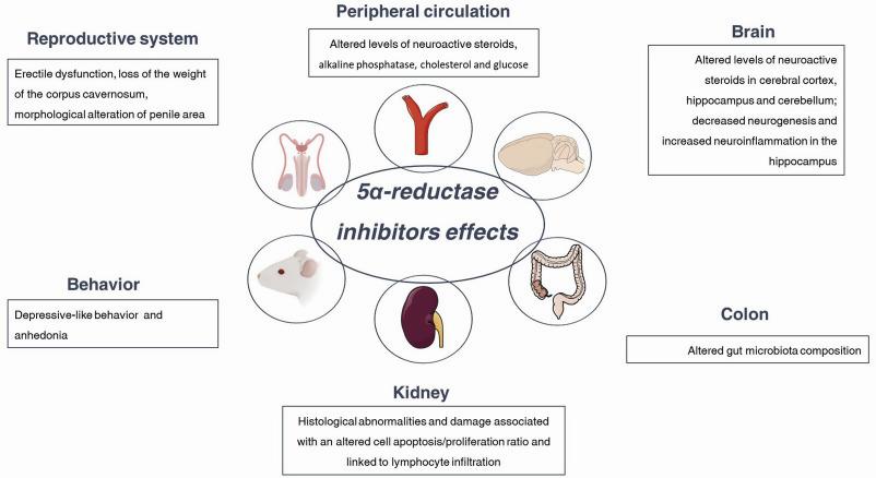 5-alpha-reductase inhibitors effects on the reproductive system, peripheral circulation, brain, behavior, kidney, and colon.
