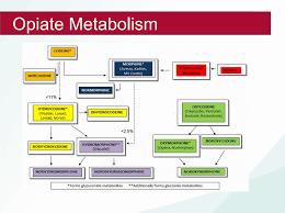 A diagram showing the metabolism of opiates in the body.
