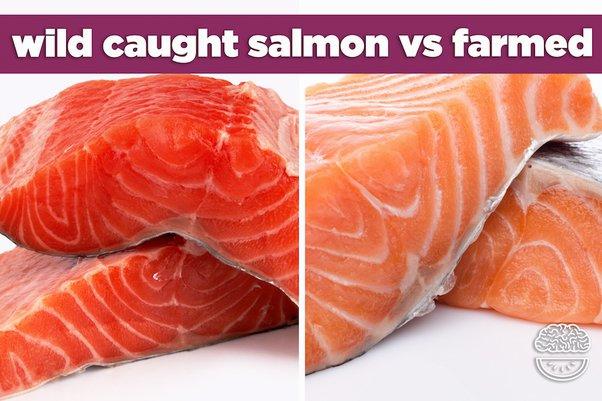 A comparison of two pieces of salmon, one wild-caught and one farmed.