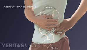 Illustration of the urinary system including the kidneys, ureters, bladder and urethra.