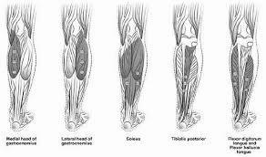 The image shows the calf muscles, from left to right: the medial head of the gastrocnemius, the lateral head of the gastrocnemius, the soleus, the tibialis posterior, and the flexor digitorum longus and hallucis longus.